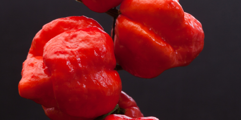 hoja a4 receta paella scrapbook beige (29.7 x 21 cm) (800 x 400 px) (1)